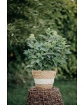Hydrangea paniculata ‘Living Little Passion’
